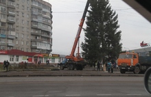 В Рыбинске установили живую ель