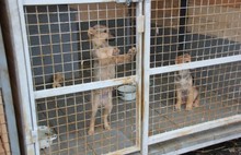 В МУП «Спецавтохозяйство» построены 12 вольеров для бездомных животных