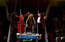 В Ярославском цирке прошли премьерные спектакли «Цирка Vитали»