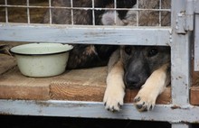 Ярославские школьники передали более четырехсот килограммов корма для бездомных животных