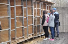 Ярославские школьники передали более четырехсот килограммов корма для бездомных животных