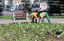 ​Более 5000 цветов высажено на клумбу на площади Волкова в Ярославле