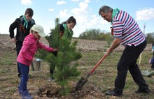 На родине Ушакова в Рыбинском районе посажено четыреста молодых сосен