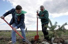 На родине Ушакова в Рыбинском районе посажено четыреста молодых сосен