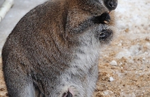 В Ярославском зоопарке кенгуренок «вышел в люди». Фоторепортаж