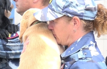 Ярославские полицейские передали спасателям щенка лабрадора