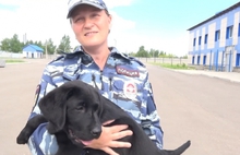 Ярославские полицейские передали спасателям щенка лабрадора