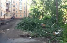Во дворах Ярославля идет тотальная вырубка деревьев