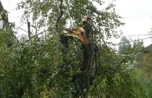 Шквалистый ветер в Некоузе повалил деревья и оборвал электрические провода