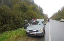 В Ярославской области сразу две машины наехали на выбежавшего на дорогу лося