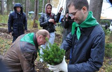 В Ярославском районе высадили три тысячи молодых елей