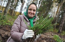 В Ярославском районе высадили три тысячи молодых елей