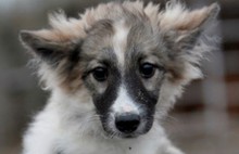 В Ярославле будут раздавать бездомных животных с ветеринарными паспортами
