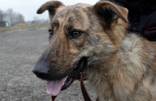 В Ярославле будут раздавать бездомных животных с ветеринарными паспортами