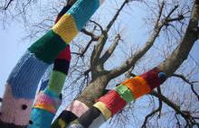 Рыбинцы оденут деревья в шарфики, шапки и варежки