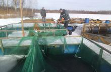 В Ярославской области планируют разводить сиговых рыб