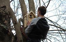 В кедровой роще Толгского монастыря под Ярославлем повесили домики для птиц