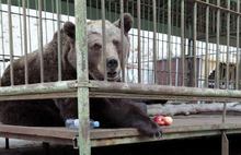 В Ярославском музее-заповеднике отпраздновали «День медведя»