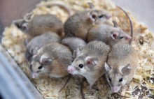 В Ярославле раздавали иглистых мышей