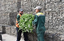 Улицы Ярославля украсят цветочными кашпо