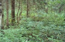 В Ярославской области 84-летний грибник неделю блуждал по лесу