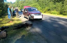 В Рыбинске Ярославской области автомобиль задавил медвежонка