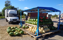 В Ярославской области обнаружили почти тонну непроверенных арбузов и дынь
