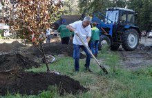 В центре Ярославля в Бутусовском поселке посадили яблоневый сад