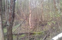 В Угличском районе пенсионерка три дня плутала по лесу и шла по следам лосей