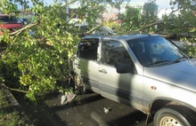 В Ярославле на стоящий на светофоре автомобиль упало дерево
