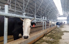 В Угличском районе модернизирована молочная ферма