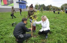 Во Фрунзенском районе Ярославля появилась новая аллея