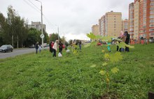 Во Фрунзенском районе Ярославля появилась новая аллея