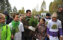 В Ярославской области посадили восемь тысяч сосен