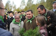 В Ярославской области посадили восемь тысяч сосен