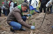 В Ярославской области посадили восемь тысяч сосен