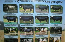 Племпредприятие «Ярославское» получило золотую медаль за развитие животноводства