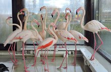 В ярославском зоопарке глобальный переезд: куда отправили фламинго