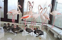 В ярославском зоопарке глобальный переезд: куда отправили фламинго