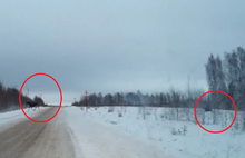  Семья из шести лосей перекрыла дорогу ярославским водителям: кадры