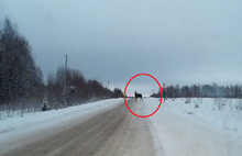  Семья из шести лосей перекрыла дорогу ярославским водителям: кадры