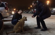  В Ярославской области по заснеженным улицам гулял львенок