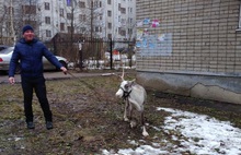 В Ярославле мужчина выгуливал на поводке северного оленя