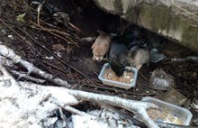 На болоте в Ярославской области выживает стая новорождённых щенков