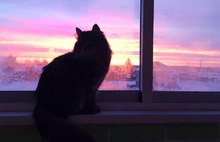 Ярославцы встретили восхитительный морозный рассвет: фоторепортаж 