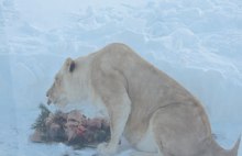 В Ярославле самой романтичной парой оказались… львы