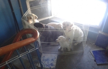 В Ярославской области спасли из горящей «трёшки» 5 собак