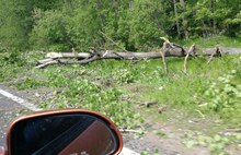 В Ярославской области ветер на трассе повалил деревья – машины встали