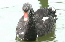 В Ярославле семья черных лебедей снова радует гостей Толгского женского монастыря