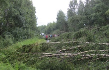 В Ярославской области поваленными стихией деревьями перегородило дорогу: видео